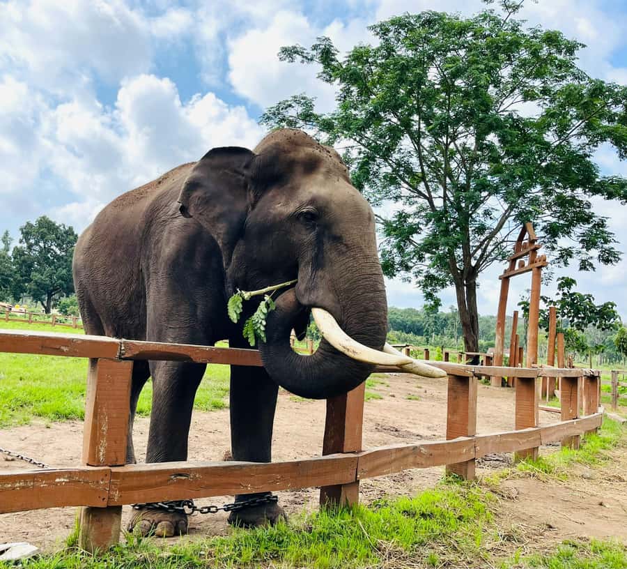 South Africa from Joburg: Elephant Sanctuary Half Day Tour - Meeting the Elephants at Hartbeespoort