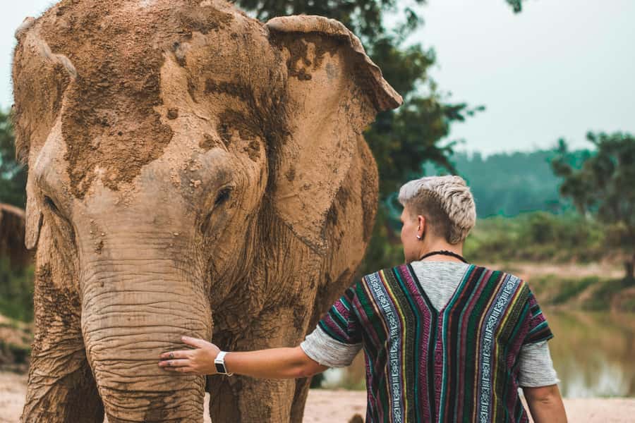 South Africa from Joburg: Elephant Sanctuary Half Day Tour - What the Five-Hour Schedule Feels Like