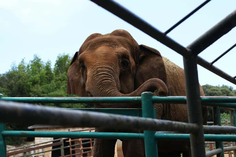 South Africa from Joburg: Elephant Sanctuary Half Day Tour - Learning Elephant Behavior and Anatomy