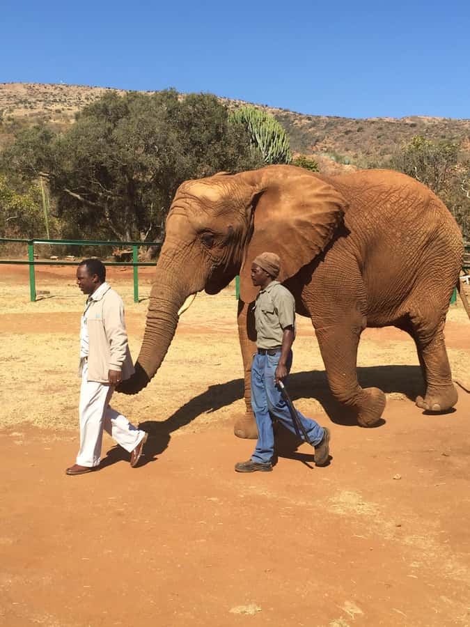South Africa from Joburg: Elephant Sanctuary Half Day Tour - A Small Group Makes a Difference