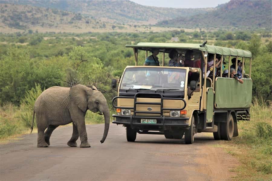 South Africa from Joburg: Elephant Sanctuary Half Day Tour - Feeding, Touching, and Walking With the Elephants