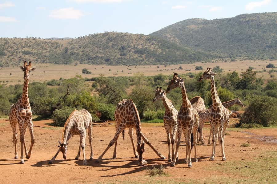 South Africa Joburg: Pilanesberg National Park Day Tour - Why Pilanesberg Works as a Joburg Safari