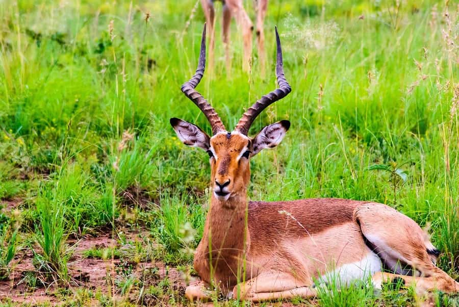 South Africa Joburg: Pilanesberg National Park Day Tour - The 2.25-Hour Drive from Gauteng or North West