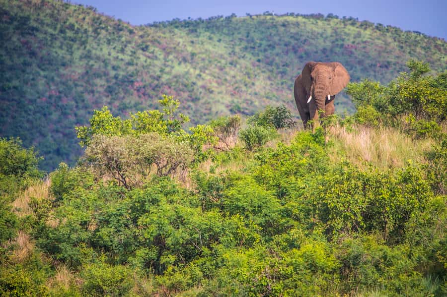 South Africa Joburg: Pilanesberg National Park Day Tour - The 1.5-Hour Break and Your Own Meal
