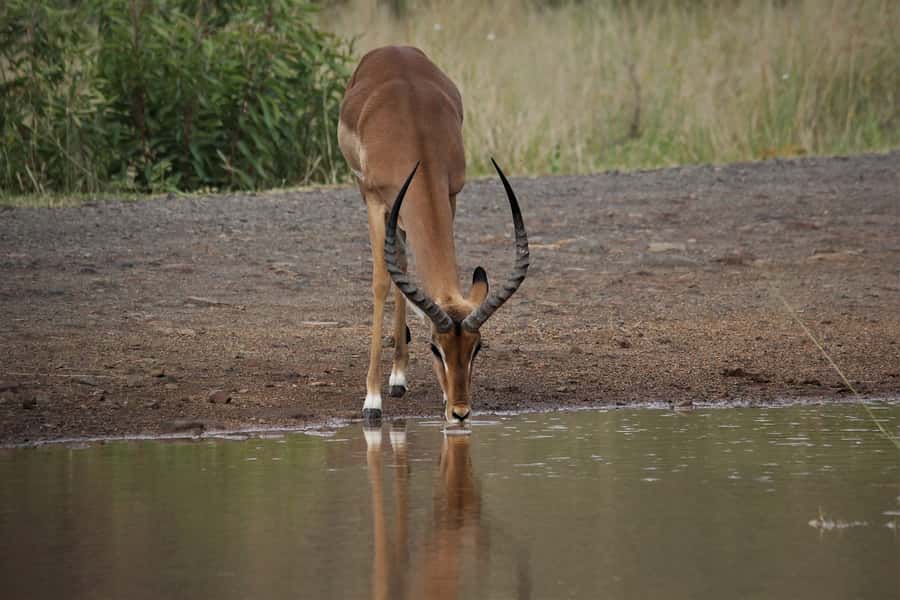 South Africa Joburg: Pilanesberg National Park Day Tour - Practical Booking Advice for a Better Day