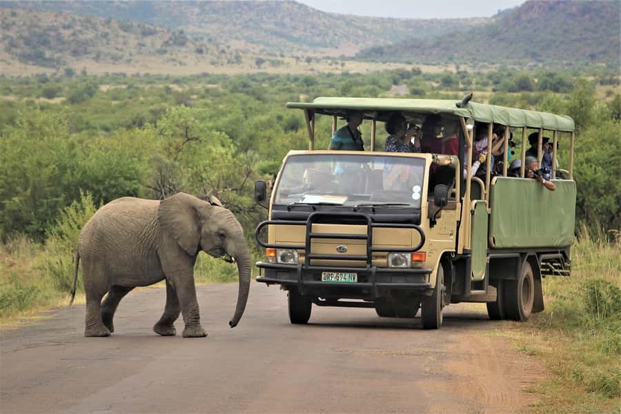 South Africa Joburg: Pilanesberg National Park Day Tour - Morning Game Drive: Your First Look at the Park
