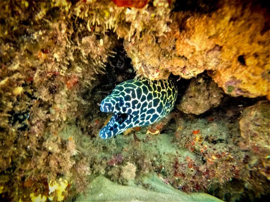 St. Lucia: Cape Vidal Snorkeling Adventure - Key points for your Cape Vidal day