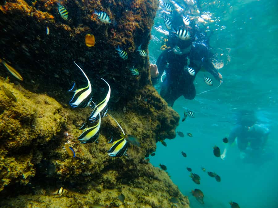 St. Lucia: Cape Vidal Snorkeling Adventure - One to one and a half hours among Cape Vidal’s fish