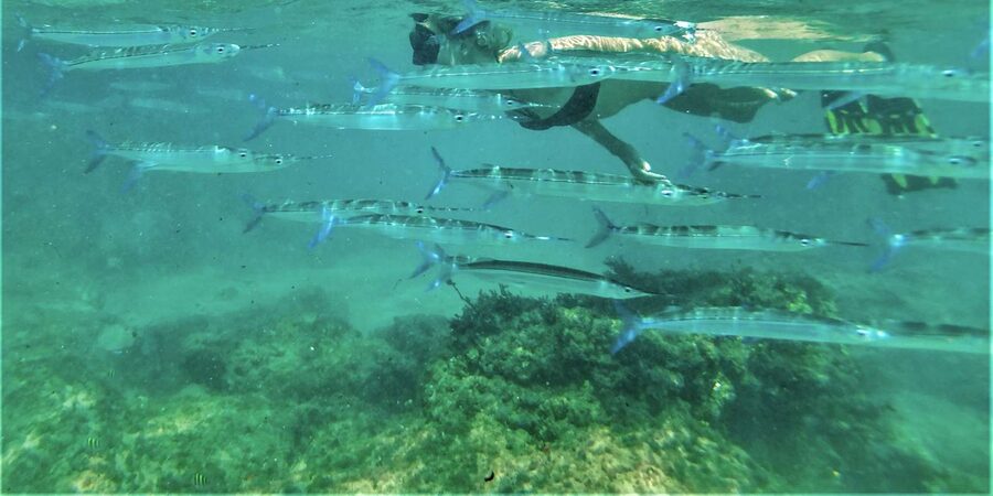 St. Lucia: Cape Vidal Snorkeling Adventure - Who will enjoy this Cape Vidal outing