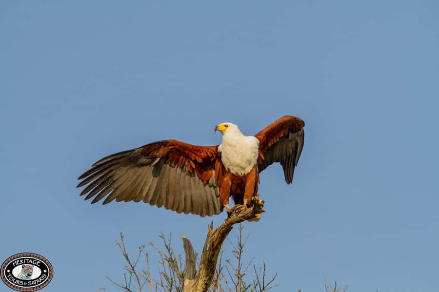 St Lucia: Hippo and Crocodile Cruise on a 15-Seat Vessel - Birdlife and the quieter parts of the route