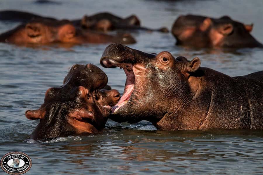 St Lucia: Hippo and Crocodile Cruise on a 15-Seat Vessel - Weather, clothing, and the best time to go