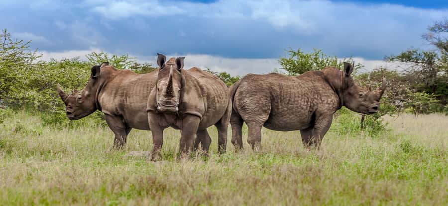 St Lucia: iSimangaliso Wetland Park: Full-Day/Half-Day Tour - The 8:00am Pickup From St Lucia