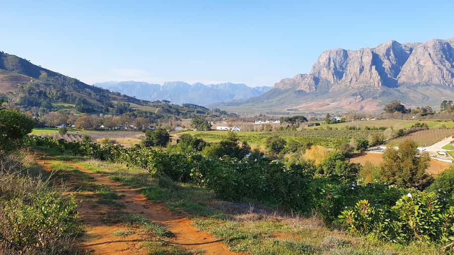 Stellenbosch: Guided Vineyard Hike and Wine Tasting - Key points at a glance
