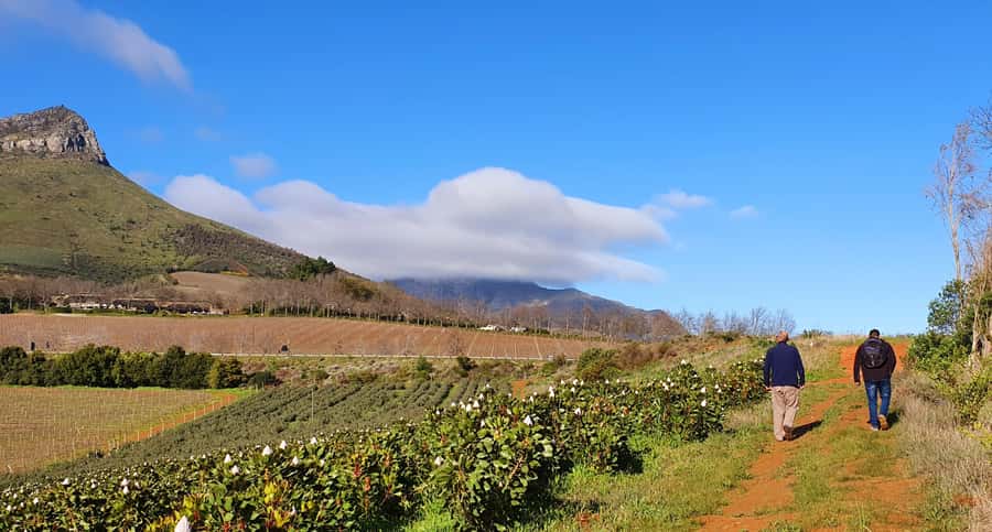 Stellenbosch: Guided Vineyard Hike and Wine Tasting - Two estates, two tastings, and a cellar visit