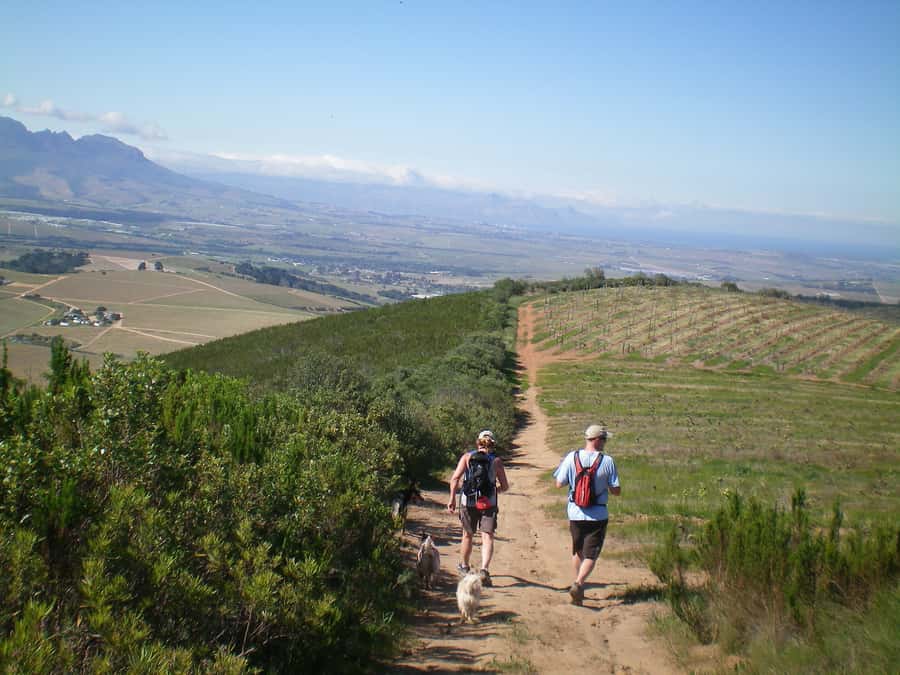 Stellenbosch: Guided Vineyard Hike and Wine Tasting - Walking through working vineyards