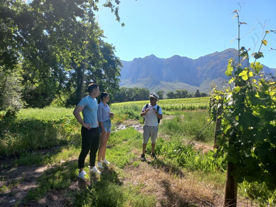 Stellenbosch: Half-Day Guided Nature Hike and Wine Tasting - My verdict on this Banhoek half-day