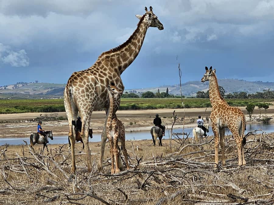 Stellenbosch: Horse Riding Wildlife Safari - A horse safari close to Stellenbosch