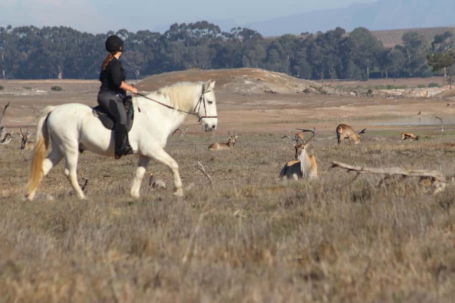 Stellenbosch: Horse Riding Wildlife Safari - What the 90-minute ride is really like
