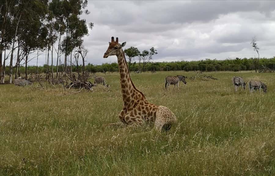 Stellenbosch: Horse Riding Wildlife Safari - Why the walking pace works