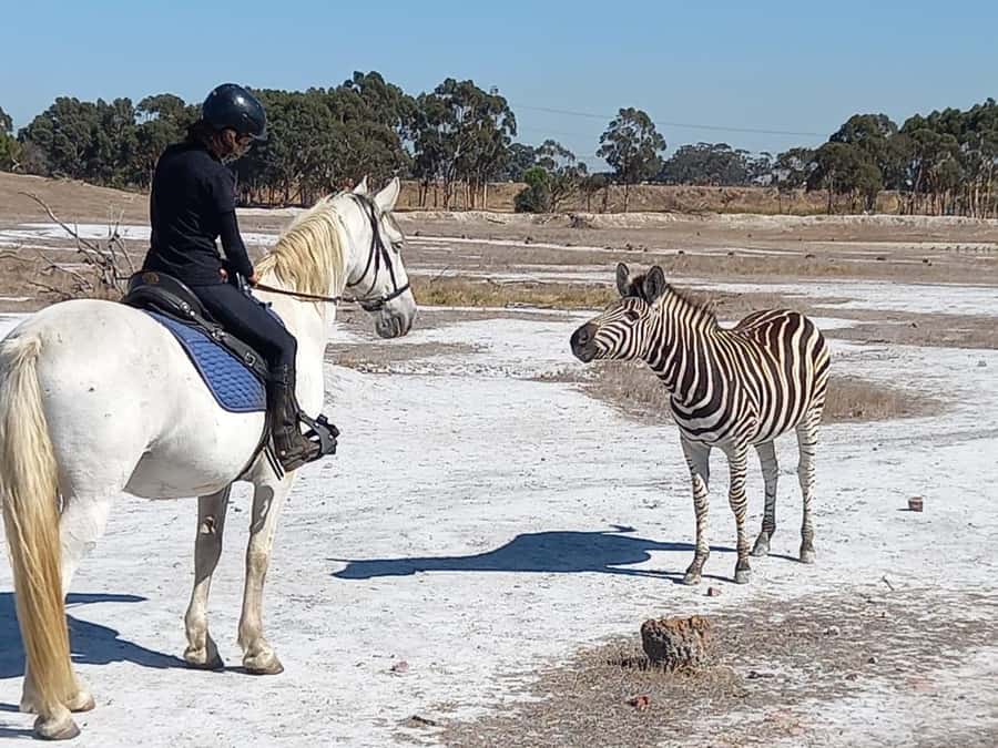 Stellenbosch: Horse Riding Wildlife Safari - Wildlife encounters from the saddle