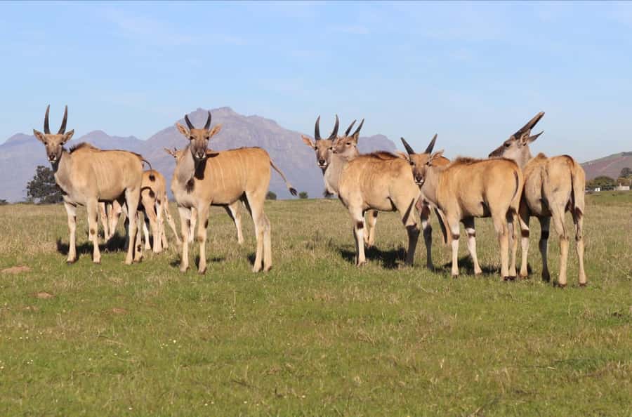 Stellenbosch: Horse Riding Wildlife Safari - The strict weight rule deserves your attention