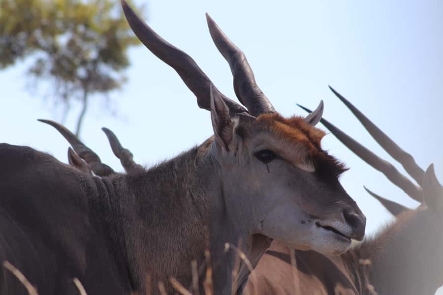 Stellenbosch: Horse Riding Wildlife Safari - How to find the meeting point