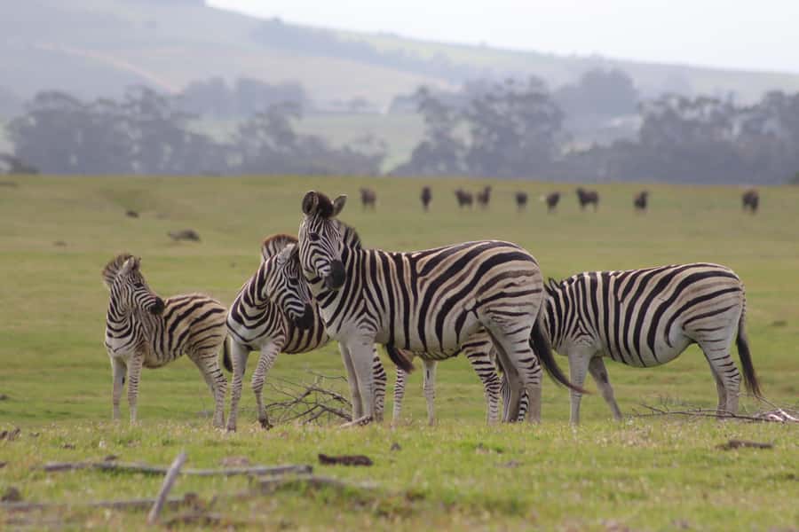 Stellenbosch: Horse Riding Wildlife Safari - Is $98 a fair price?