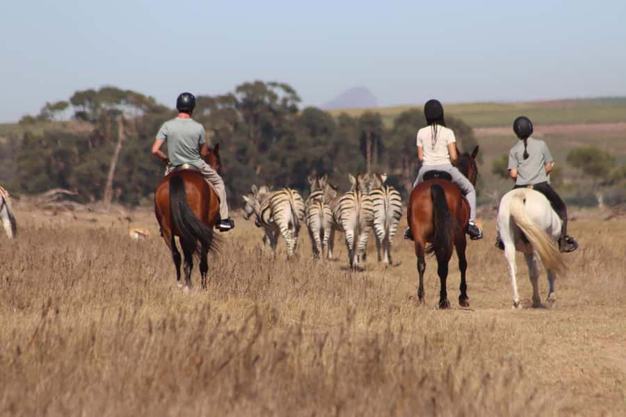 Stellenbosch: Horse Riding Wildlife Safari - Choosing the right horse and settling in