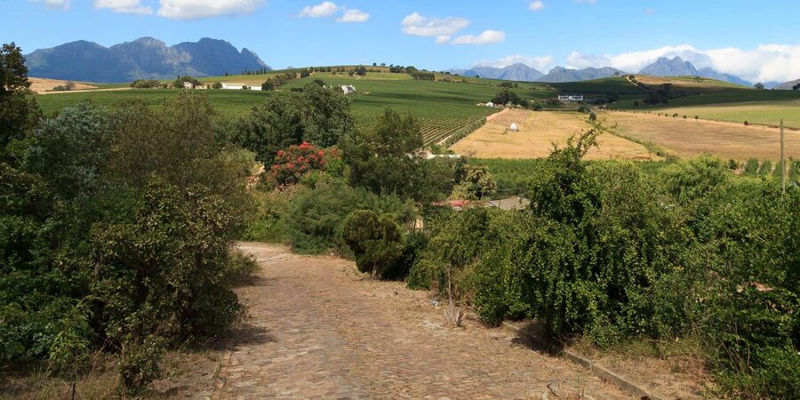 Stellenbosch North Guided Wine Safari (Tastings Excluded) - A short route with a flexible feel