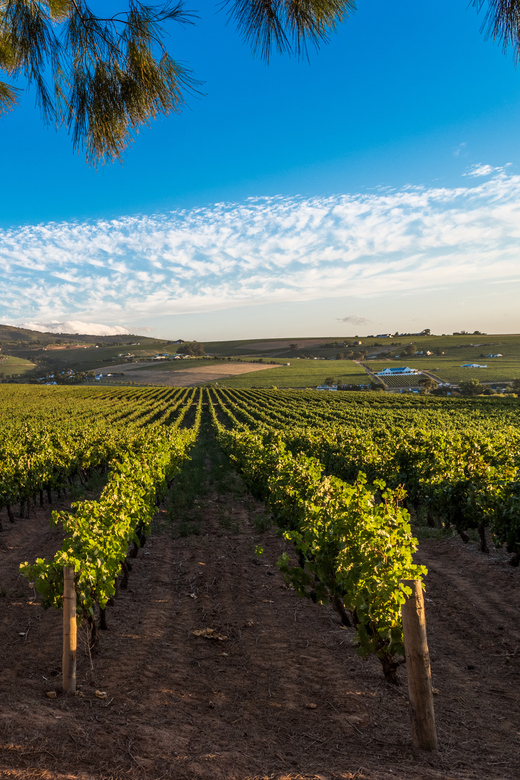 Stellenbosch North Guided Wine Safari (Tastings Excluded) - Practical preparation for the day
