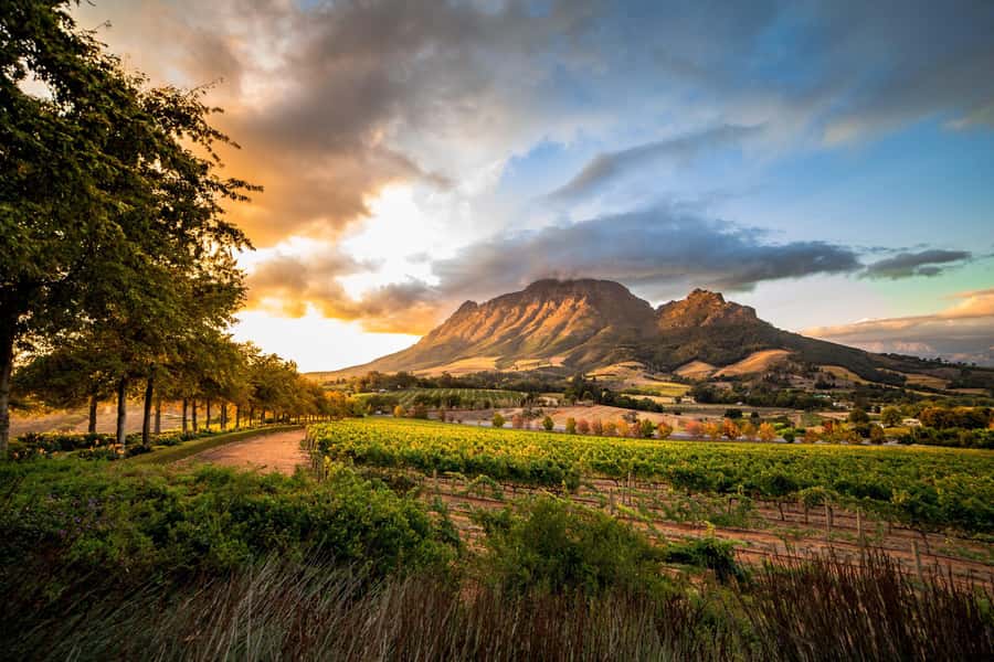 Stellenbosch North Guided Wine Safari (Tastings Included) - Stark-Condé: a relaxed first tasting
