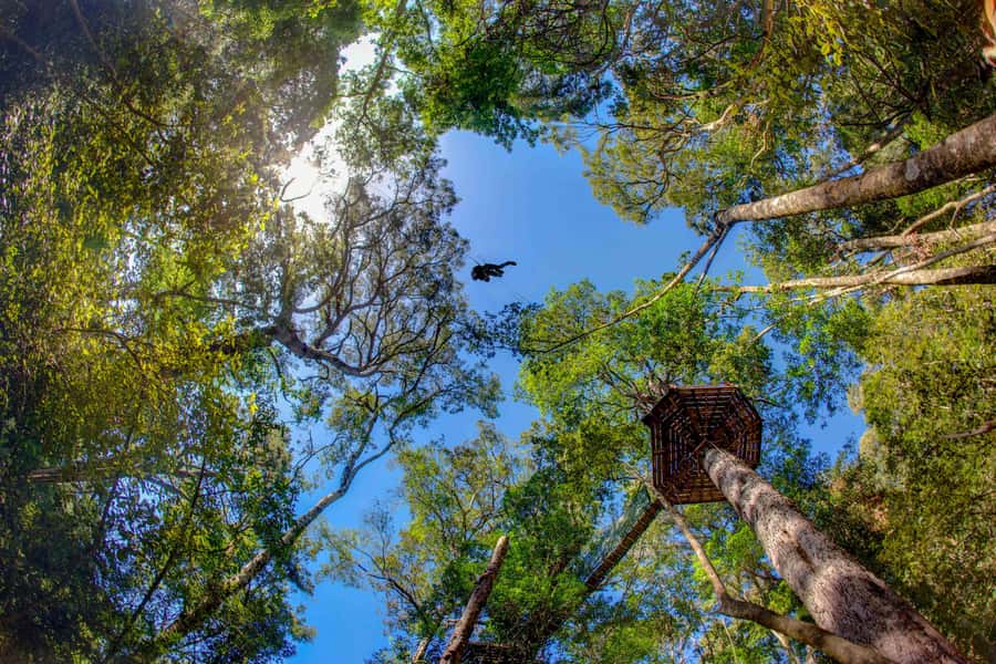Storms River: Tsitsikamma National Park Zipline Canopy Tour - The forest lesson between the thrills
