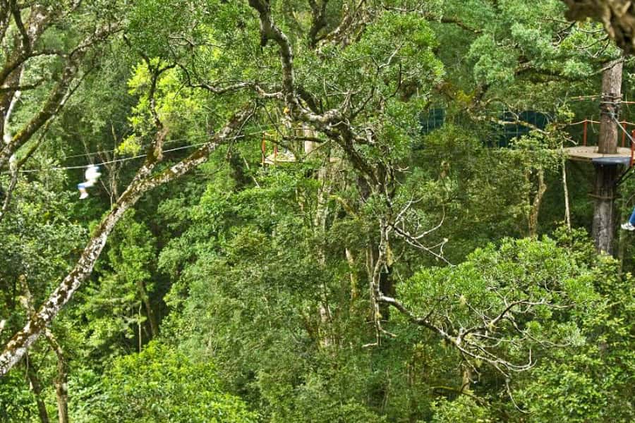 Storms River: Tsitsikamma National Park Zipline Canopy Tour - How thrilling is the zipline ride?
