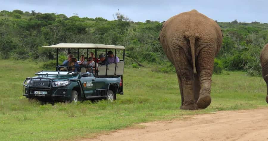 Sunrise Safari - through Addo Park to Schotia reserve - Why the sunrise departure matters in Addo