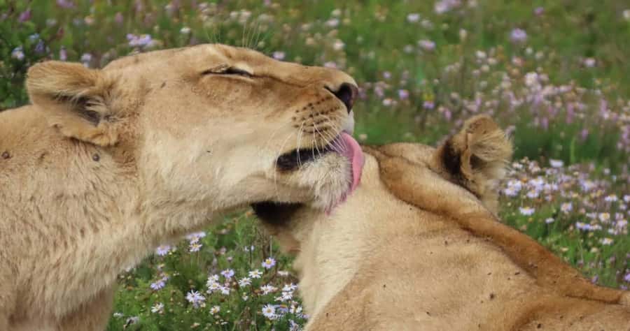 Sunrise Safari - through Addo Park to Schotia reserve - The open vehicle ride through Addo