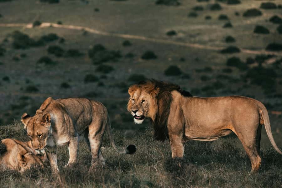 Sunset Safari at the big 5 Game Reserve All inclusive - What the eight-hour outing is really like