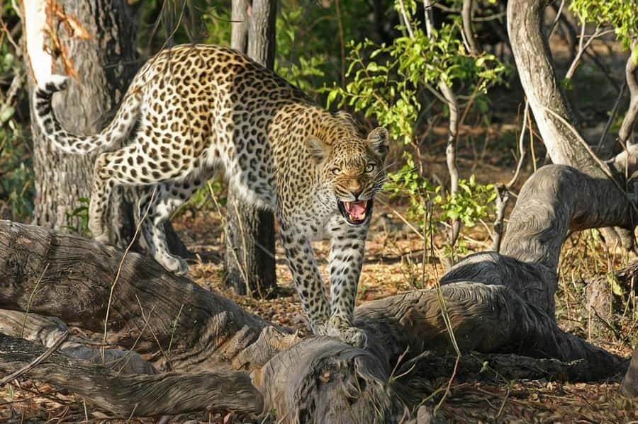 Sunset Safari at the big 5 Game Reserve All inclusive - Arriving at the private game reserve