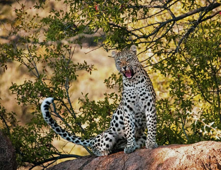 Sunset Safari at the big 5 Game Reserve All inclusive - Wildlife sightings: what to expect