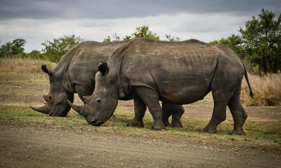 Sunset Safari at the big 5 Game Reserve All inclusive - Why the guide can make or break the day