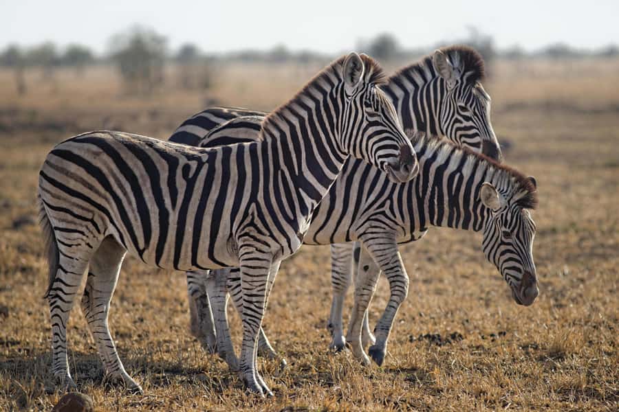 Sunset Safari at the big 5 Game Reserve All inclusive - Booking, cancellation, and practical details