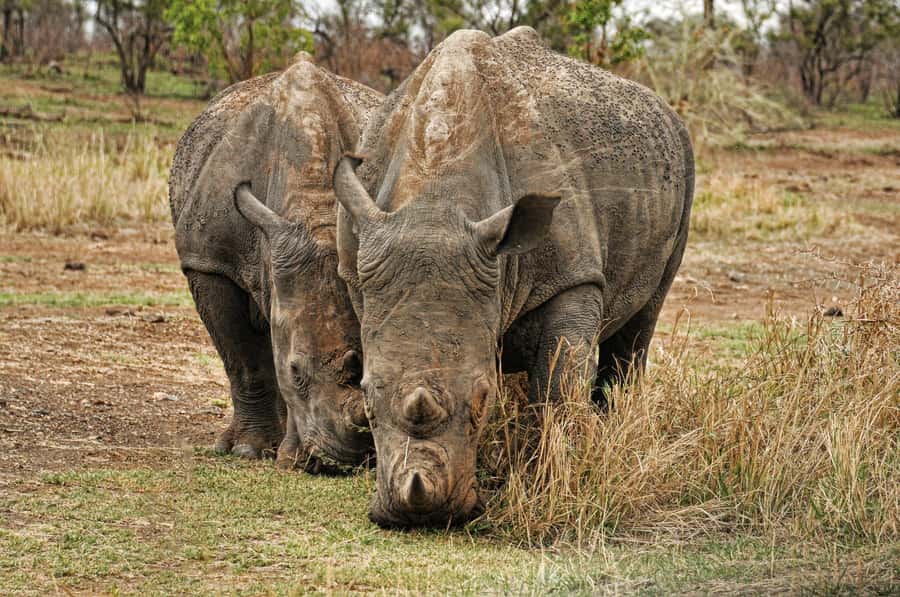 sunset safari big 5 Game reserve Group Tour - Key points to know before booking