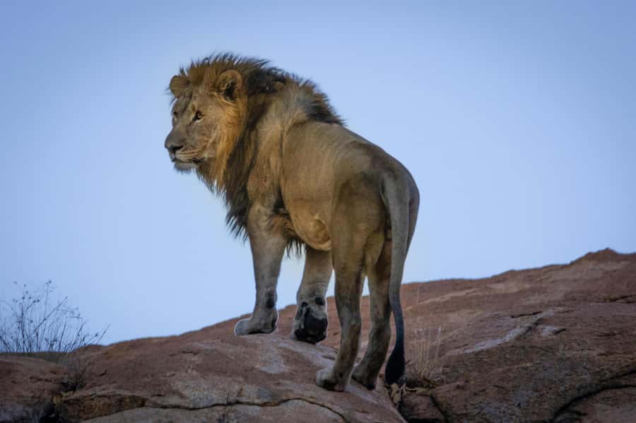 sunset safari big 5 Game reserve Group Tour - The real appeal: a safari without leaving Cape Town