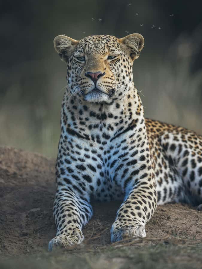 sunset safari big 5 Game reserve Group Tour - The Worcester break keeps the road manageable