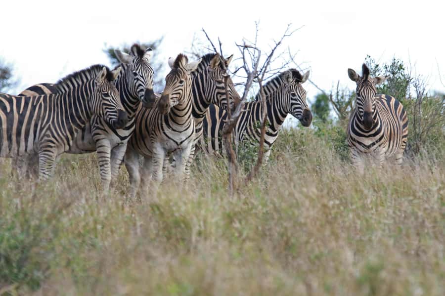 sunset safari big 5 Game reserve Group Tour - Why the sunset timing matters