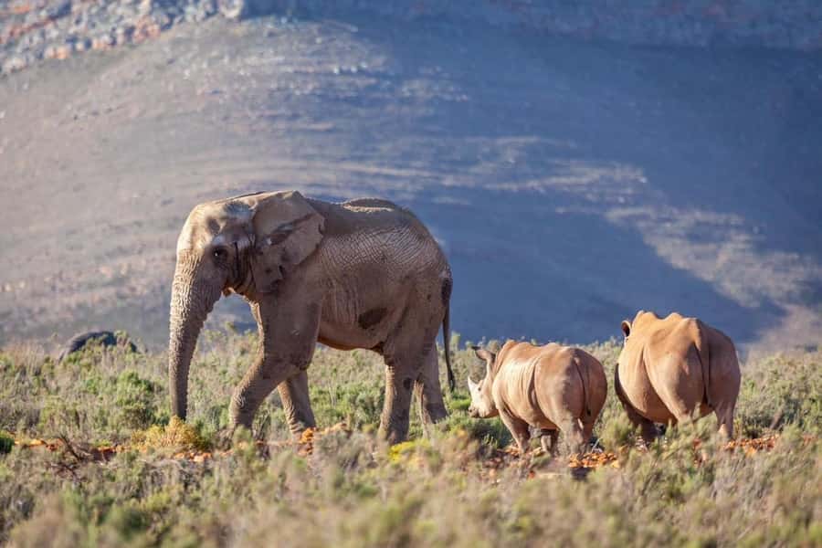 sunset safari big 5 Game reserve Group Tour - What the mixed score tells you