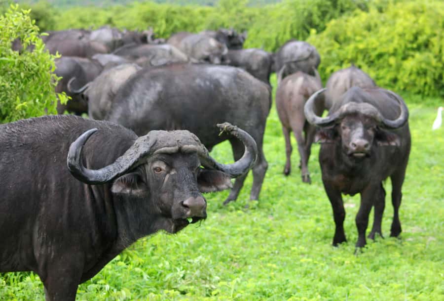 sunset safari big 5 Game reserve Group Tour - Is $224 a fair price?