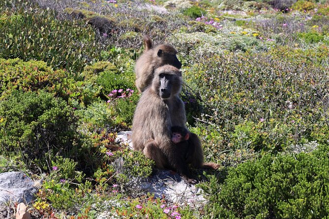 Supersaver: Cape of Good Hope and Cape Point Day Tour from Cape Town - Boyes Drive ends with False Bay views