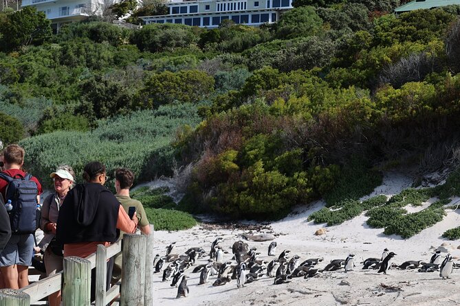 Supersaver: Cape of Good Hope and Cape Point Day Tour from Cape Town - Timing, comfort, and the lunch question
