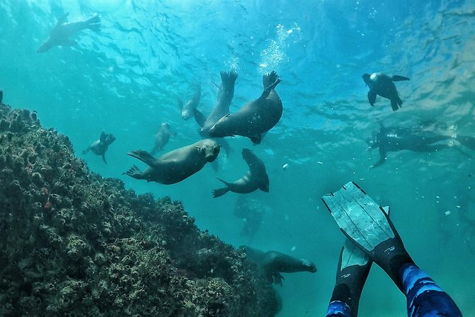 Swim with Seals - What happens at the Robberg seal colony