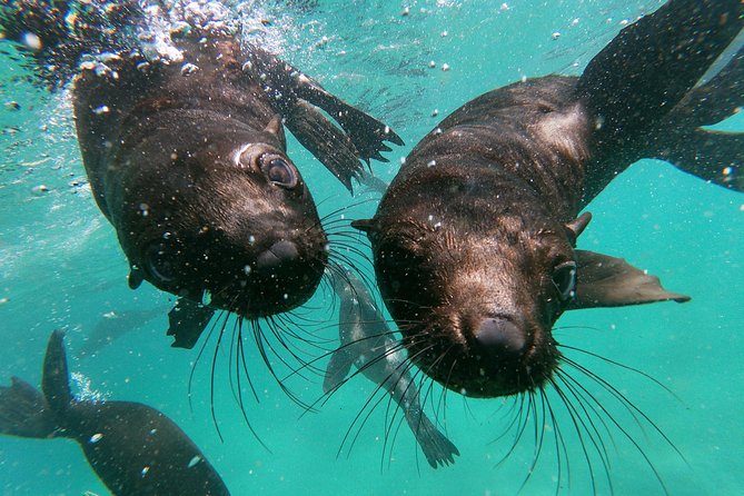 Swim with Seals - A close encounter, not a tame-animal show